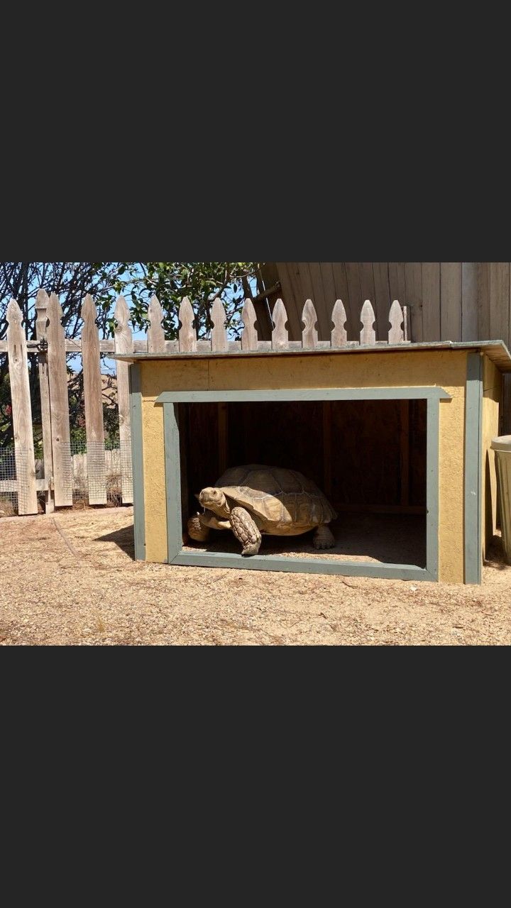 Tortoise Home