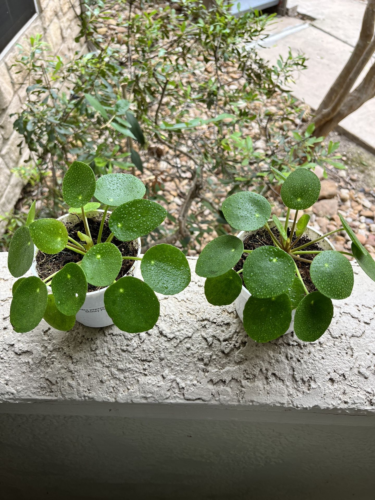 Pilea (Chinese Money Plants) for Sale in Austin, TX OfferUp