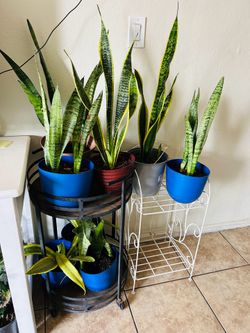 Snake plant 15 each