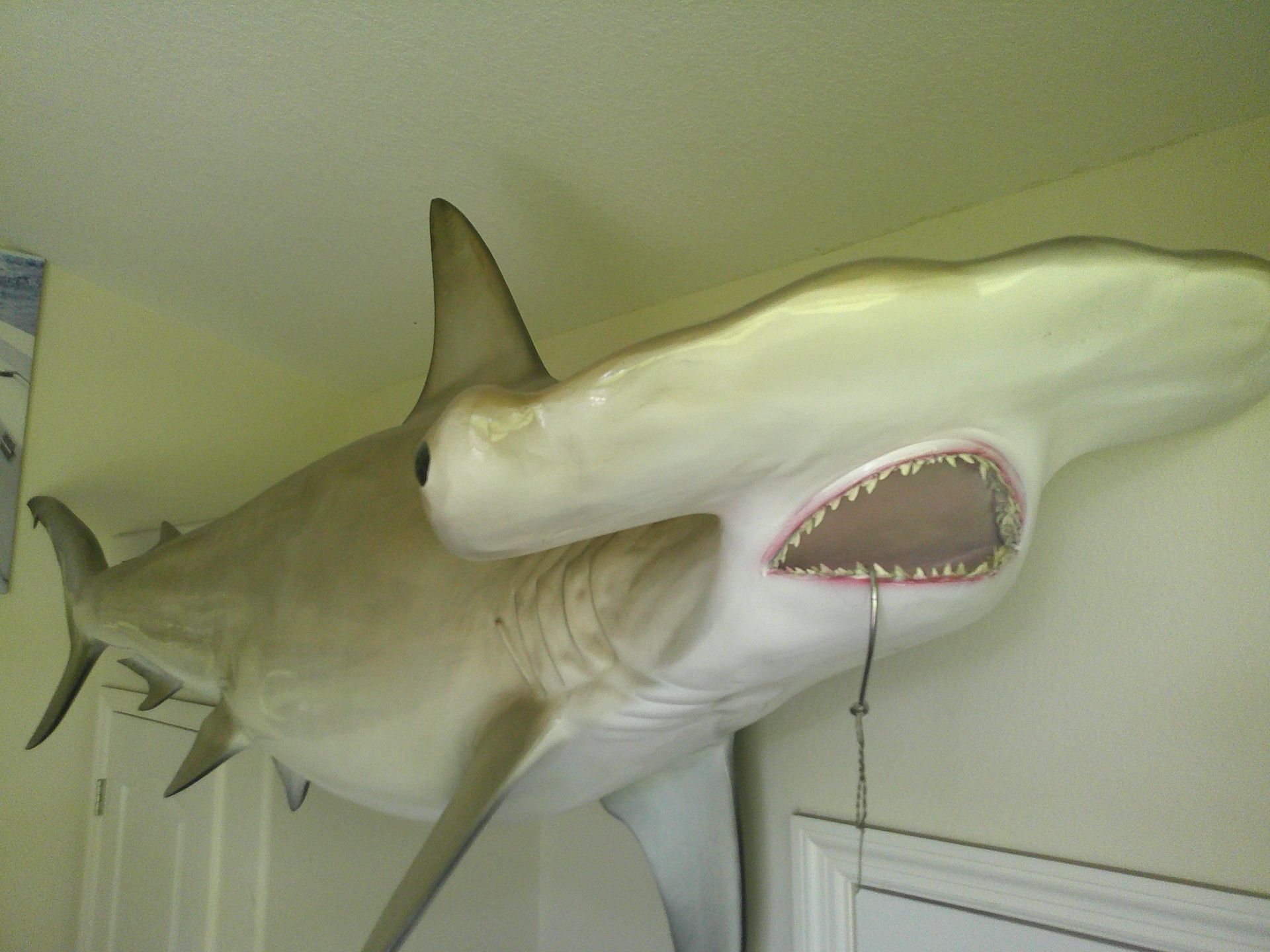 112 Inch (9 ft 4 in) Golden Hammerhead Shark Mount  (gray taxidermy)