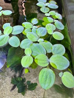 Aquarium  floating Plants - Dwarf Water Lettuce