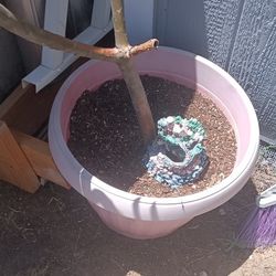Plants