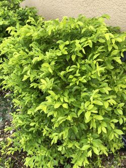 Fence tree ( I don’t know the name )