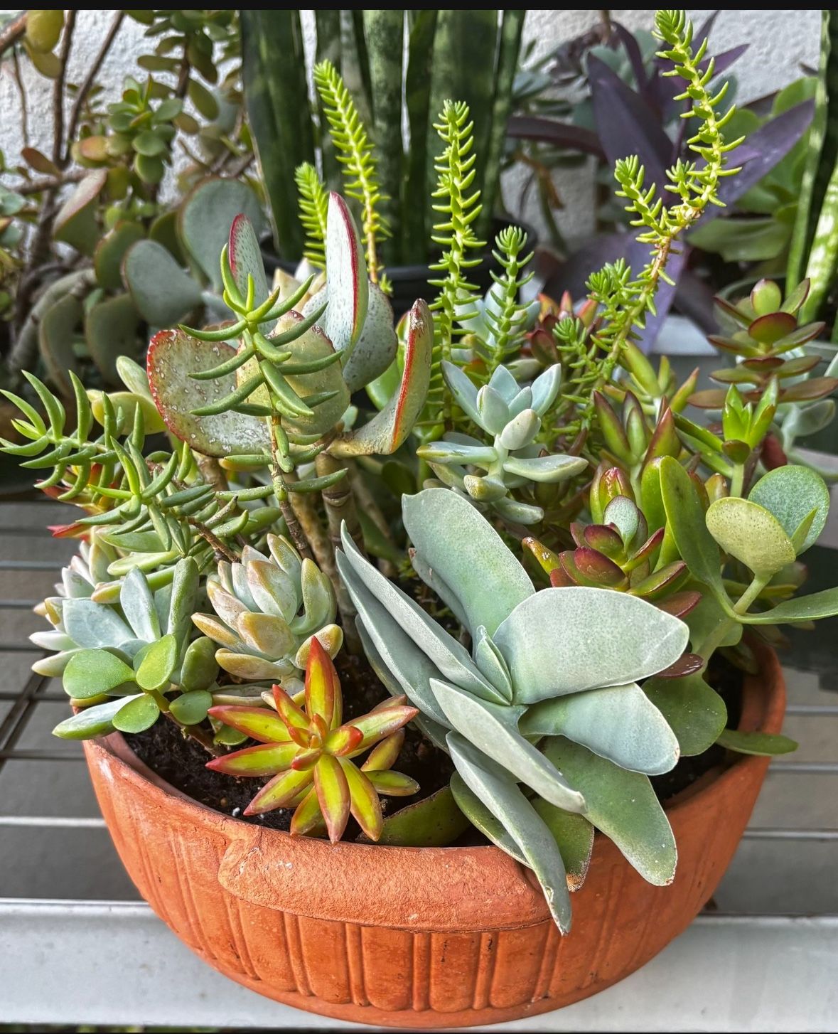 Succulent Arrangement Of Different Small  Plants In A Round Terracotta Pot Size 10 ” by 3 1/2 ” high     $ 20