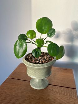 Pilea Peperomioides in Vintage Ceramic Pedestal Pot