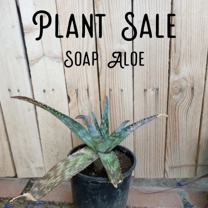 Aloe