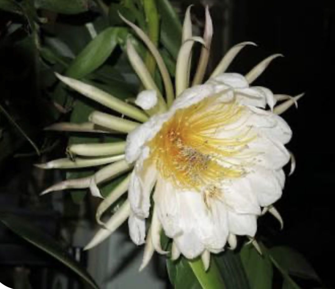 Epiphillum Marniera
