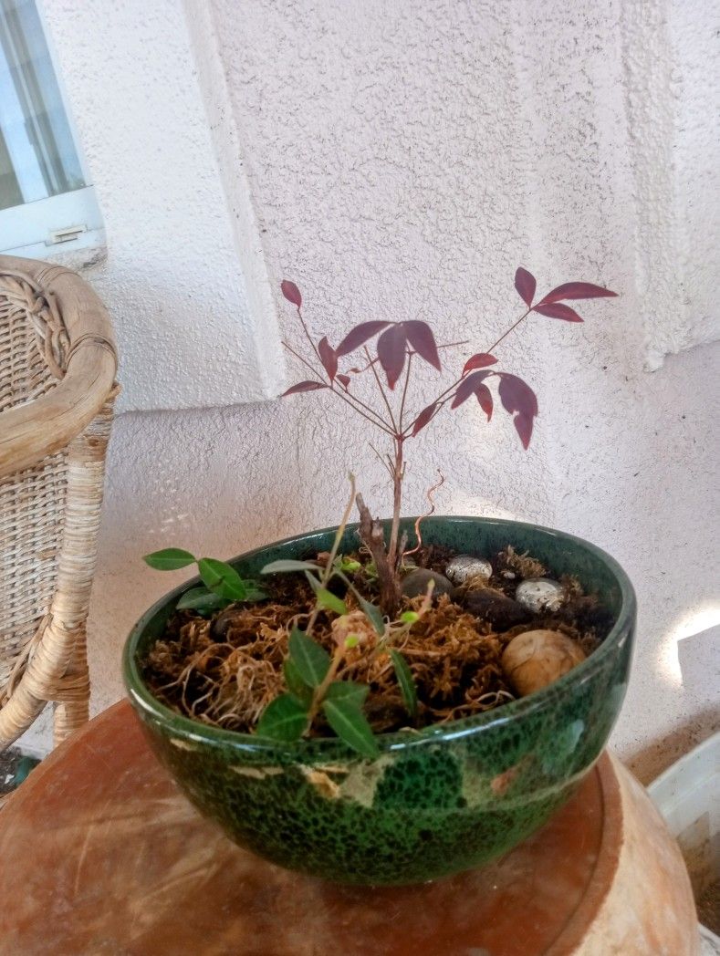 Emerald Glazed Bonsai Bowl With Sacred Bamboo Bonsai Etc