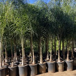 Queen Palm Trees - 15 Gallon Size- Approximately 6-8 Feet Tall 