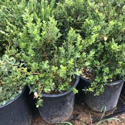 Japanese Boxwood , Hedge And Privacy 5gal (10 For $100) 