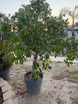 Large Ficus Tree in Gray Pot