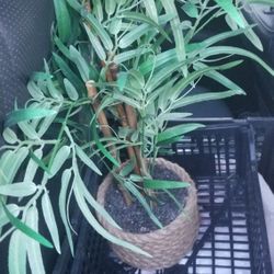 Fake Bamboo Type Plant