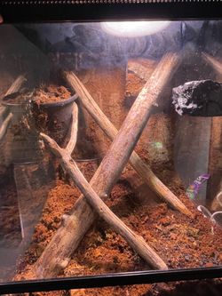 18x18x24 reptile tank