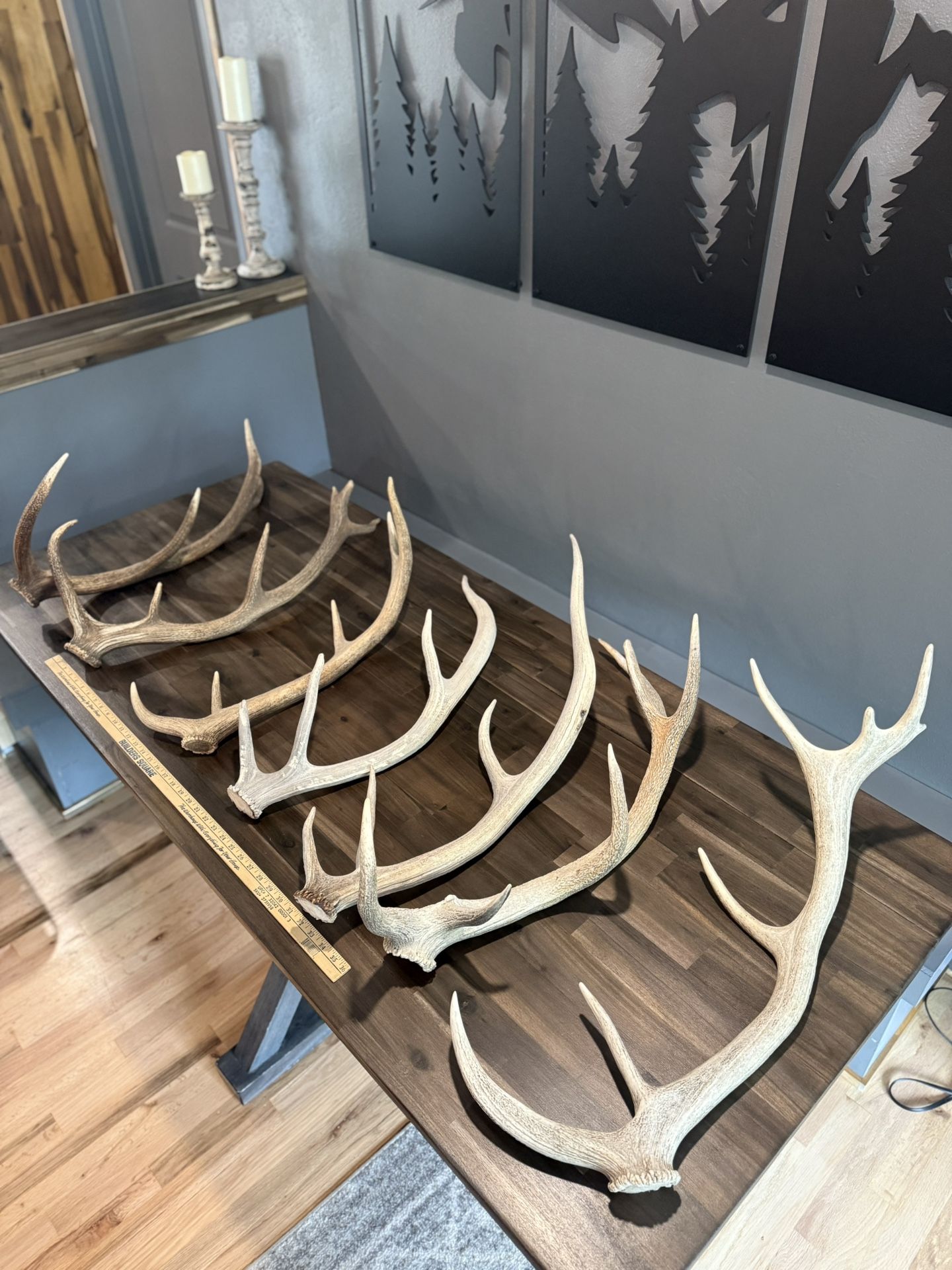 HUGE lot of Deer and Elk antler Sheds
