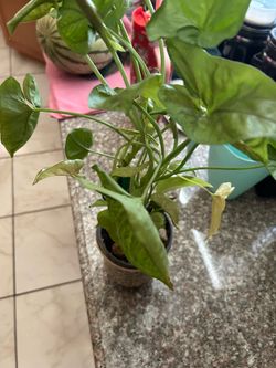 Syngonium