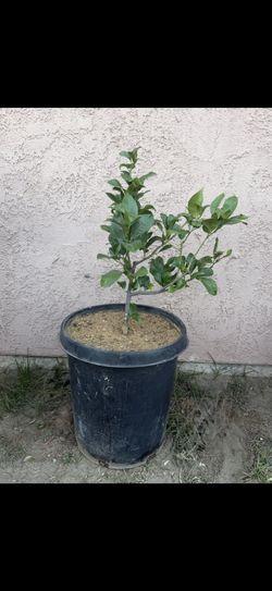 Limon Tree