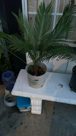Sago Palm 3 Gallons 