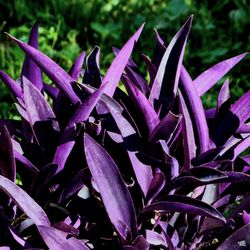 Purple Heart Succulent Plants  💜🌿