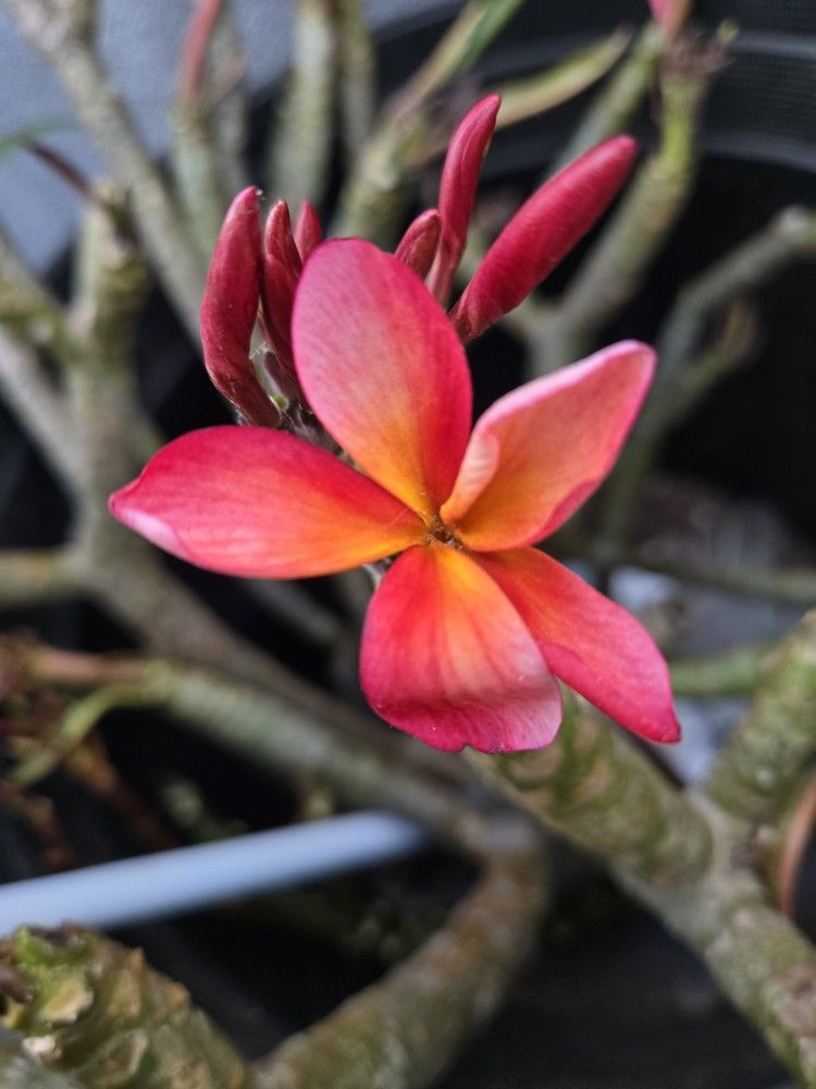 Cutting plumeria