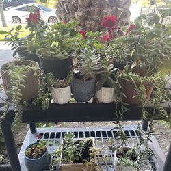 Plants From $3 To $5