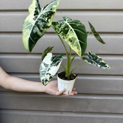 4” alocasia frydek big plant