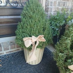 4gal Cone Rosemary $20 Each