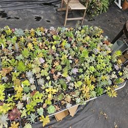 Plants! Indoor And Outdoor For A Good Price From A Local Nursery! Some Succulents Start At $2 