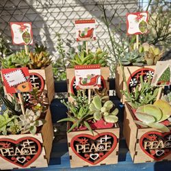 Wooden Xmas Pots With Succulents/Plants 