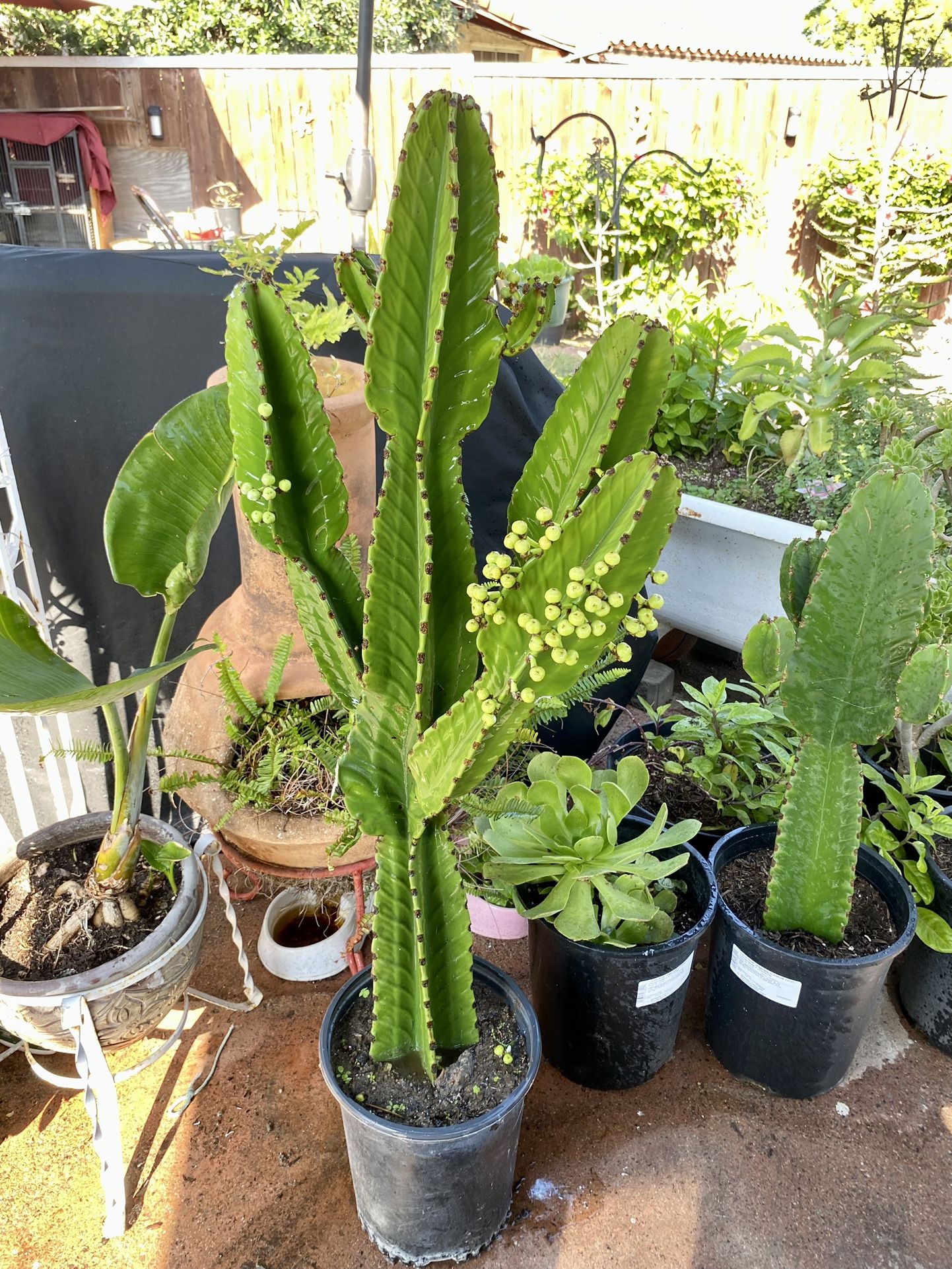 Cactus Holiday Sale!!!