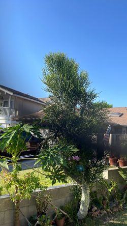 Pencil Cactus plant 10 feet tall, still in ground