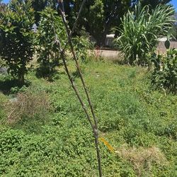 Semi Dwarf Self Fertile Bing Cherry Tree