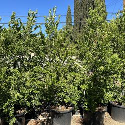 Carolina Cherry Privacy Hedge