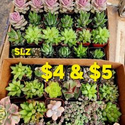 PLANT SALE SATURDAY CALL FOR APPT IN SAN LORENZO  ALL THIS WEEK 