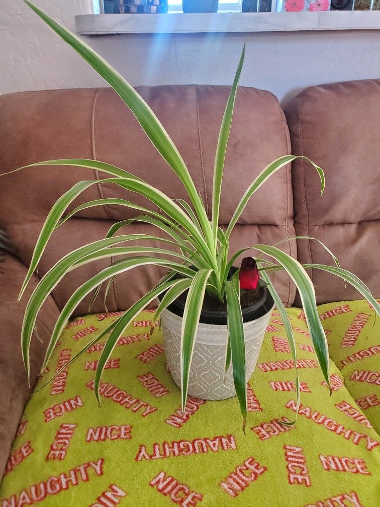 Spider Plant