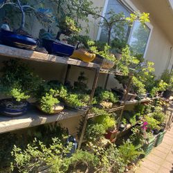 Bonsai Plants For Sale Starting Price $30 And Up