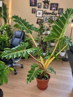 Alocasia Portora Large Indoor Plant