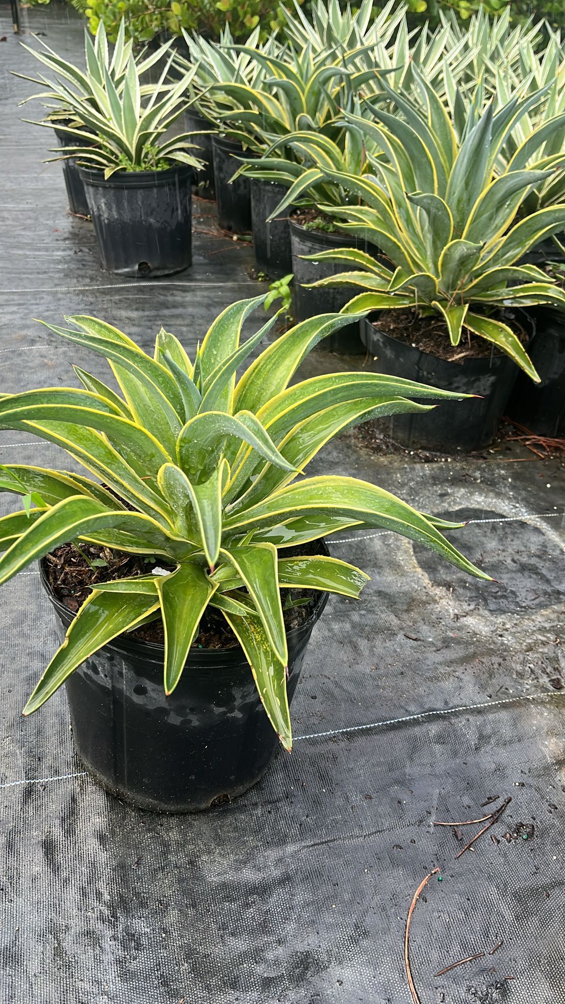 Variegated Agave - 3gl