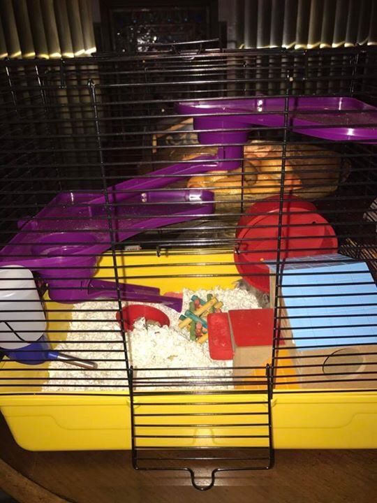 Animal cage