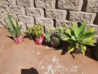 Assorted Succulents in Recycled Planters $0.5 - $5 each.