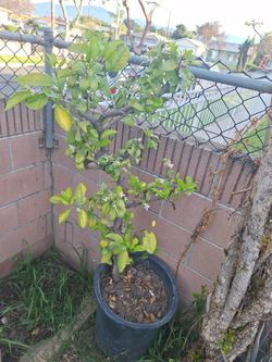 Limon 
