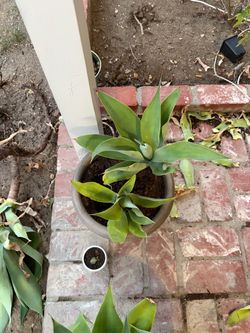 Agave Plants