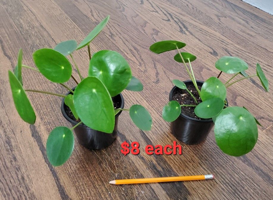 Pilea (Chinese Money Plant) In 4" Pot. Pick Up In Millbrae