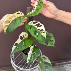 6” variegated monstera adansonii half moon variegation