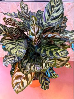Peacock Calathea Plant - 7.5inch