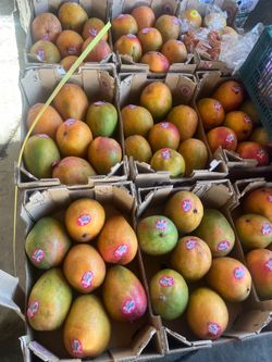 Mangos 🥭 kent $10 Box