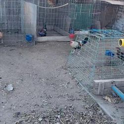 Cages Metal For Sale