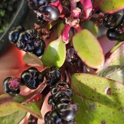 Red Malabar spinach seeds