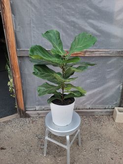 Fiddle Leaf Plant 2' to 3' Tall 10" Nursery Pot