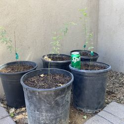 Thornless Mesquite Trees 1-2 Ft $30 Each