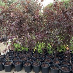Flowering Plum Trees In Five Gallon Pots 6 Feet Tall 20$each